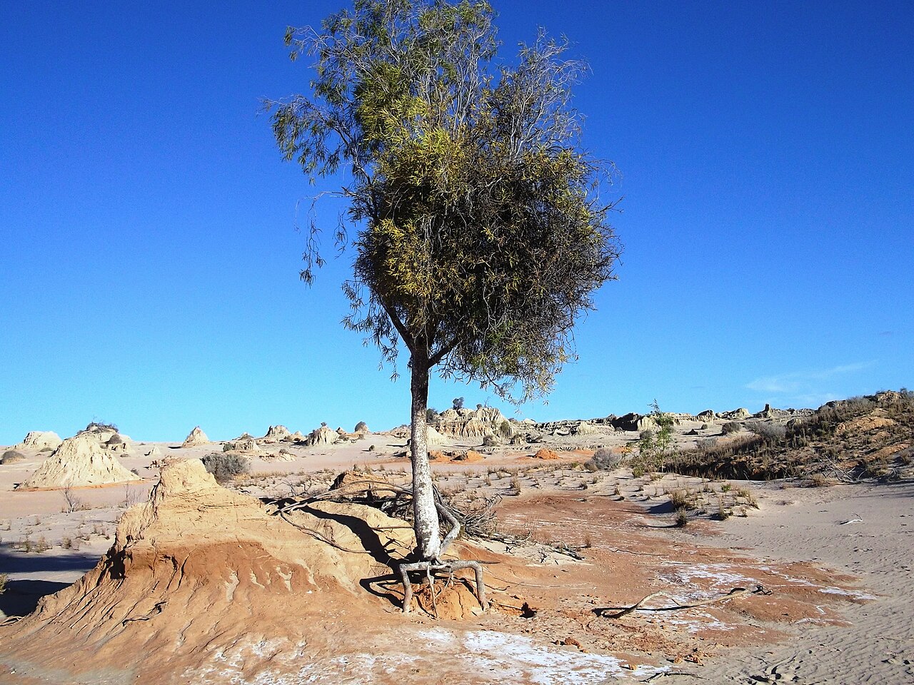 Harlequin mistletoe: Lysiana exocarpi on Pittosporum angustifolium