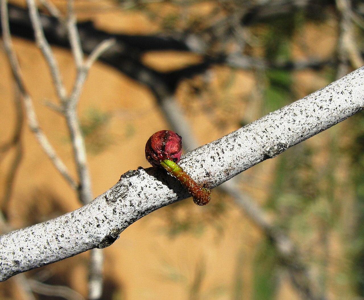 Harlequin mistletoe: A Lysiana exocarpii seed