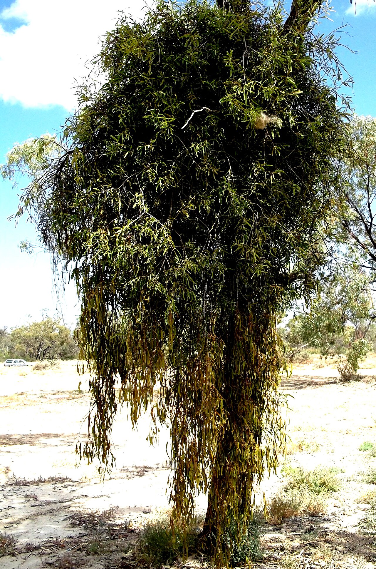 Harlequin mistletoe: Lysiana exocarpi on Box Mistletoe Kinchega National Park