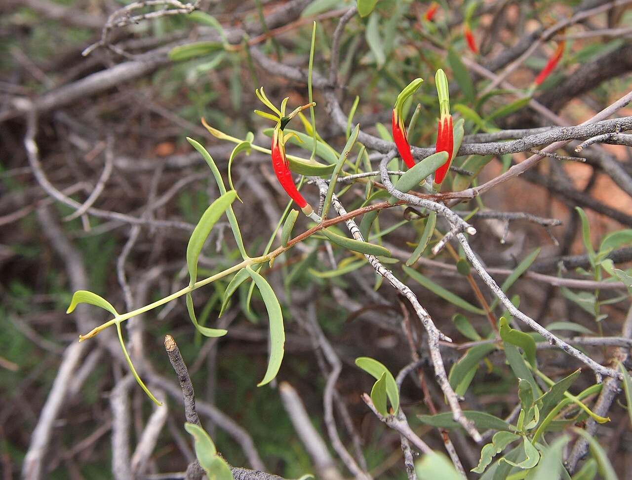 Harlequin mistletoe: Lysiana exocarpi
