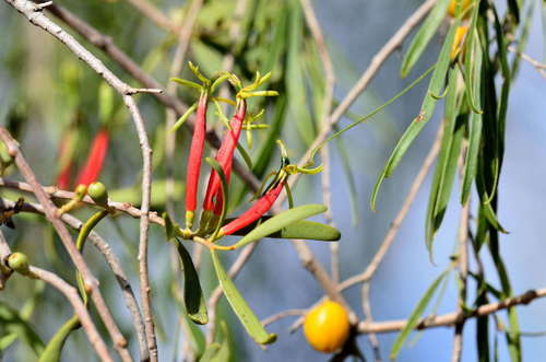Harlequin mistletoe (Lysiana exocarpi)