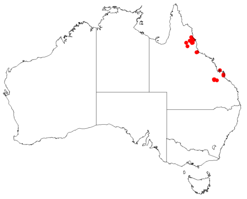 Lysiana filifolia: Lysiana filifolia occurrence data downloaded from AVH , 30 September 2018