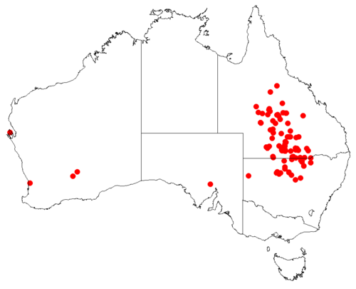 Lysiana linearifolia: Lysiana linearifolia occurrence data downloaded from AVH , 30 September 2018
