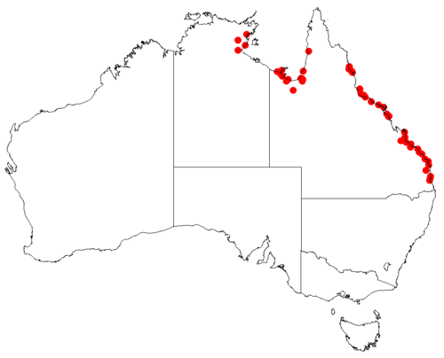 Mangrove mistletoe: Lysiana maritima occurrence data downloaded from AVH , 30 September 2018