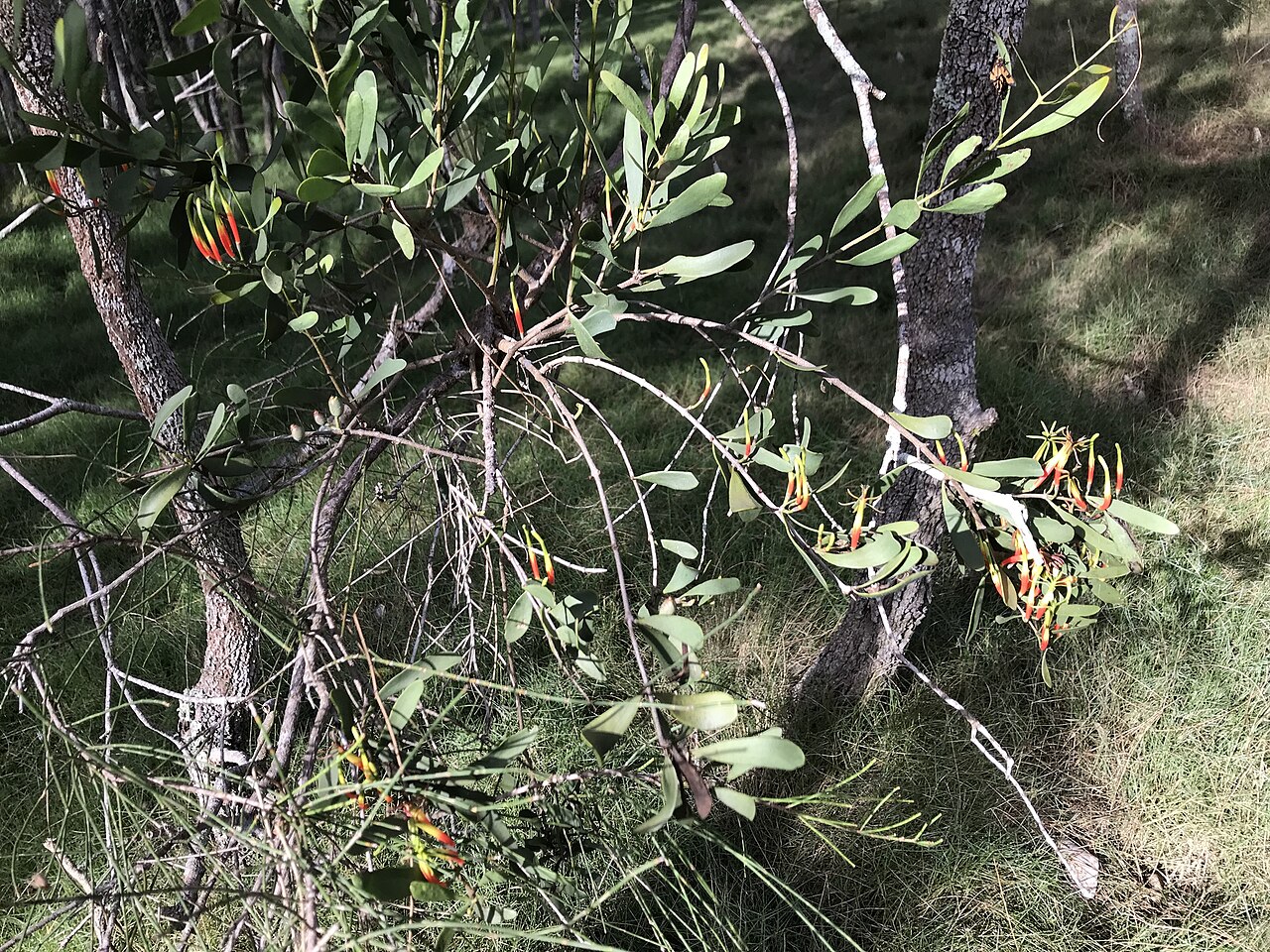 Mangrove mistletoe: Lysiana maritima. Species of plant.