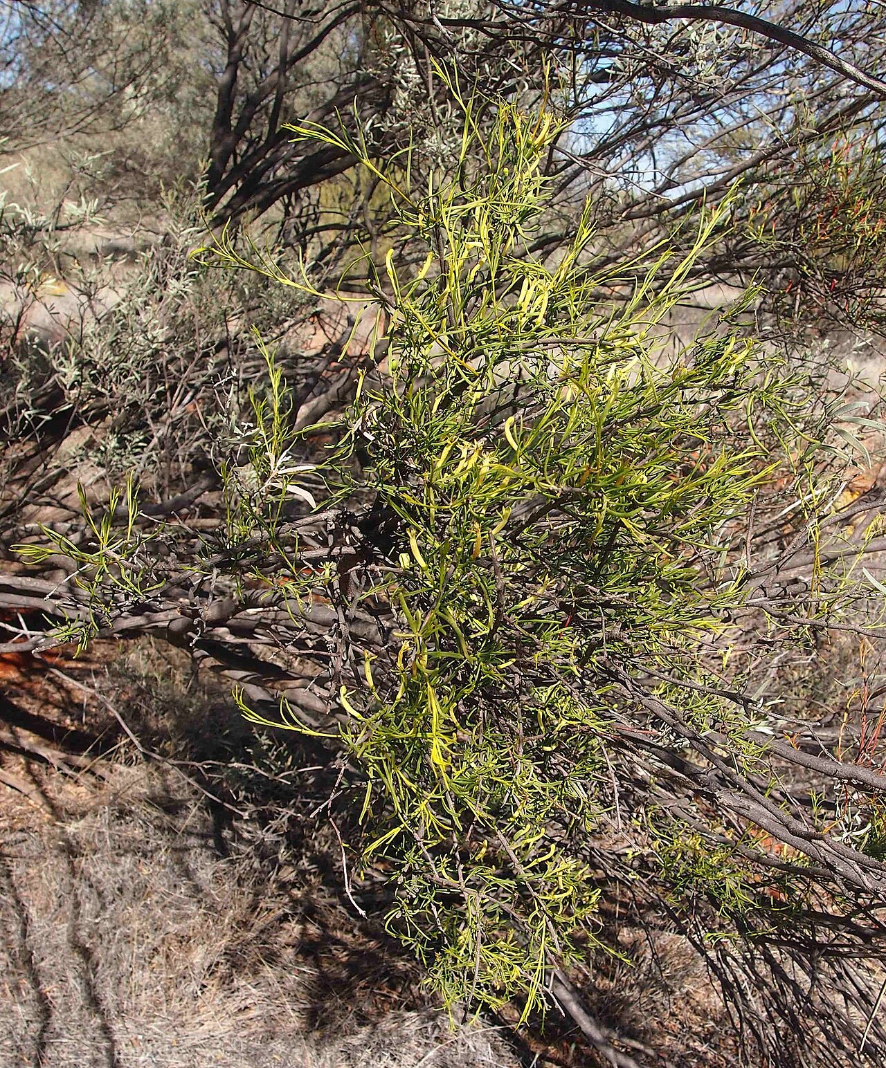 Mulga mistletoe: Lysiana murrayi habit