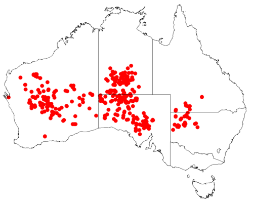 Mulga mistletoe: Lysiana murrayi occurrence data downloaded from AVH , 30 September 2018