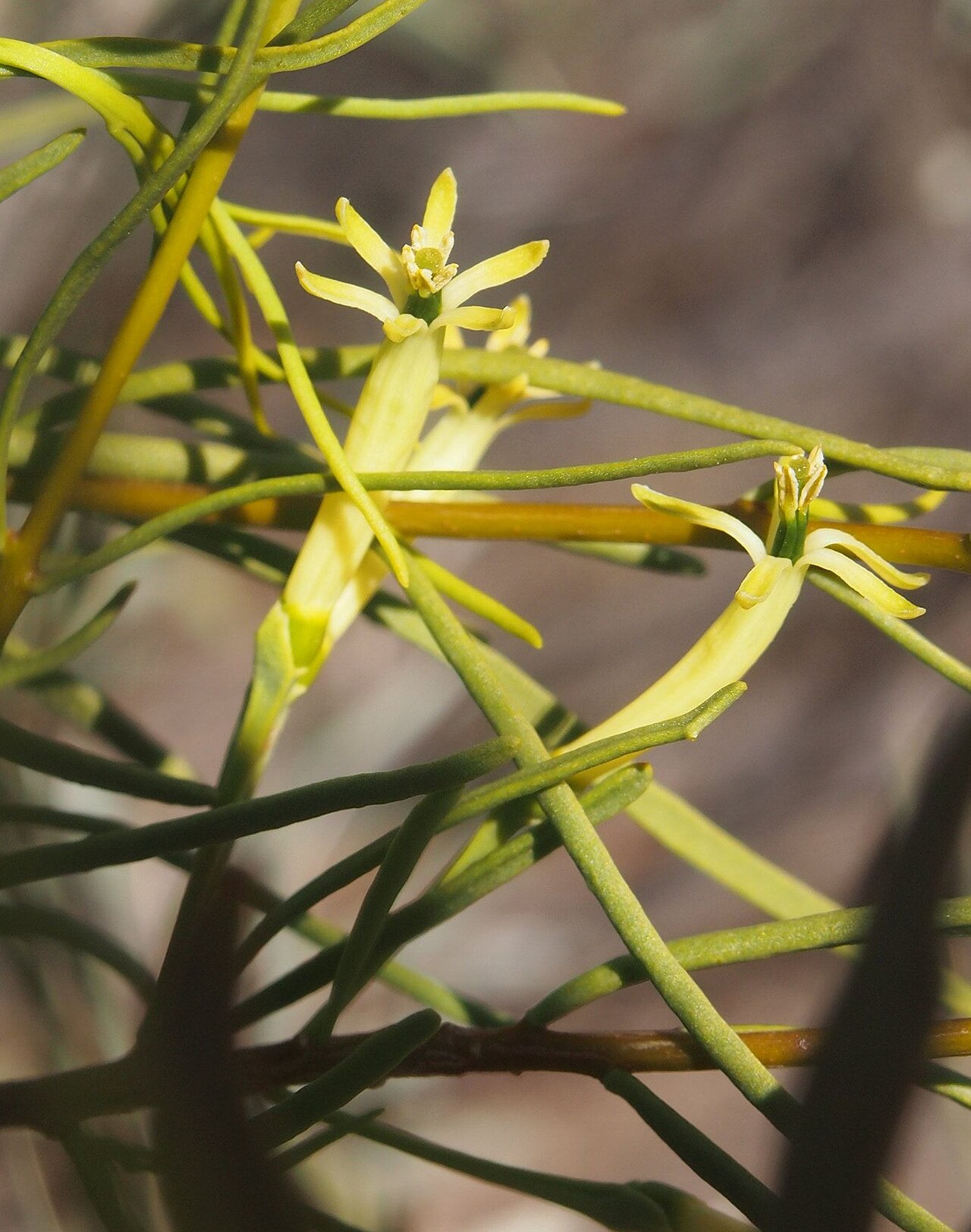 Mulga mistletoe: Lysiana murrayi flower