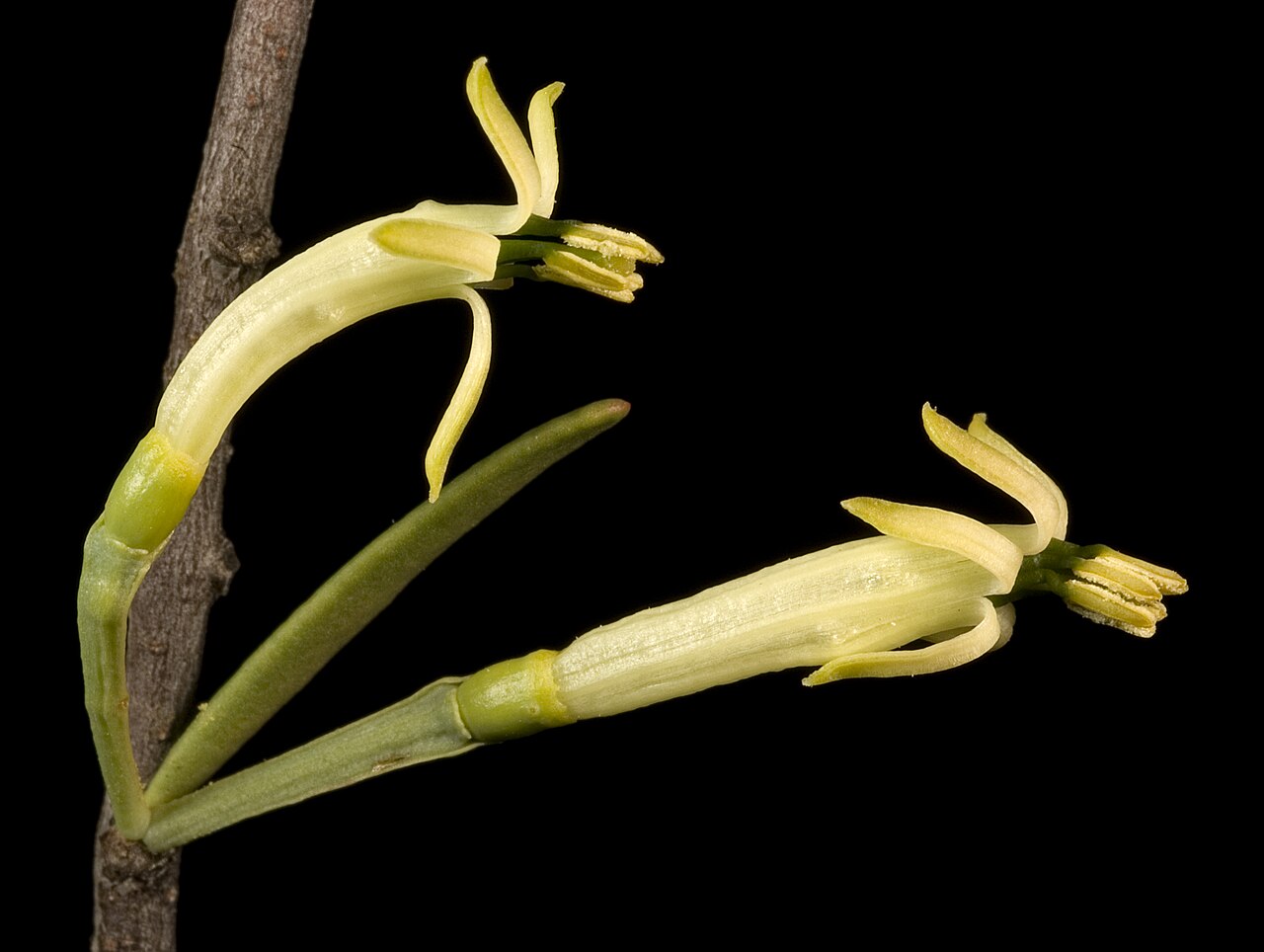 Mulga mistletoe: KRT3261