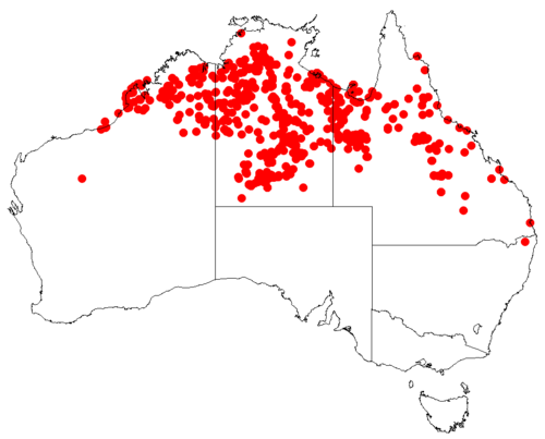Flat-leaved mistletoe: Lysiana spathulata occurrence data downloaded from AVH , 30 September 2018