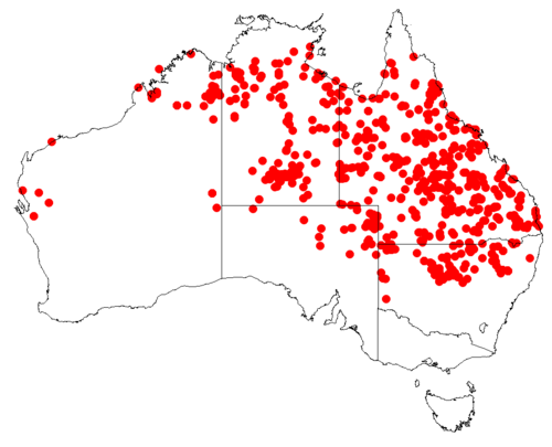 Northern mistletoe: Lysiana subfalcata occurrence data downloaded from AVH , 30 September 2018