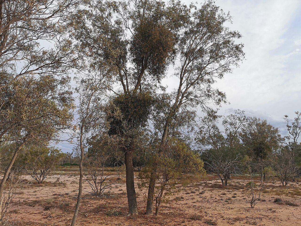 Northern mistletoe: Lysiana subfalcata on an Atalaya hemiglauca on the Narran River floodplain, close by the Narran River, in Narran Lake Nature Reserve, New South Wales