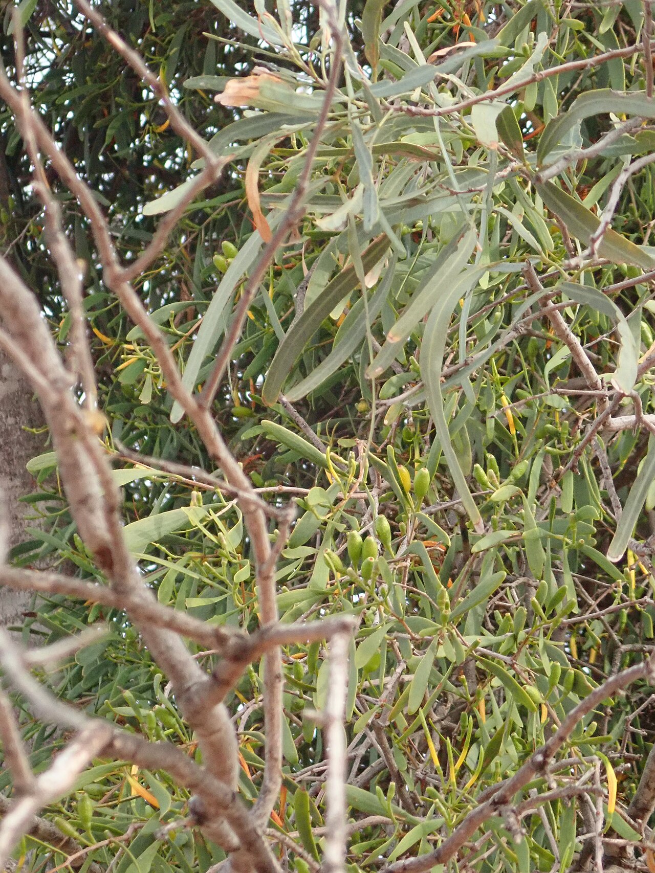 Northern mistletoe: Lysiana subfalcata on an Atalaya hemiglauca on the Narran River floodplain, close by the Narran River, in Narran Lake Nature Reserve, New South Wales