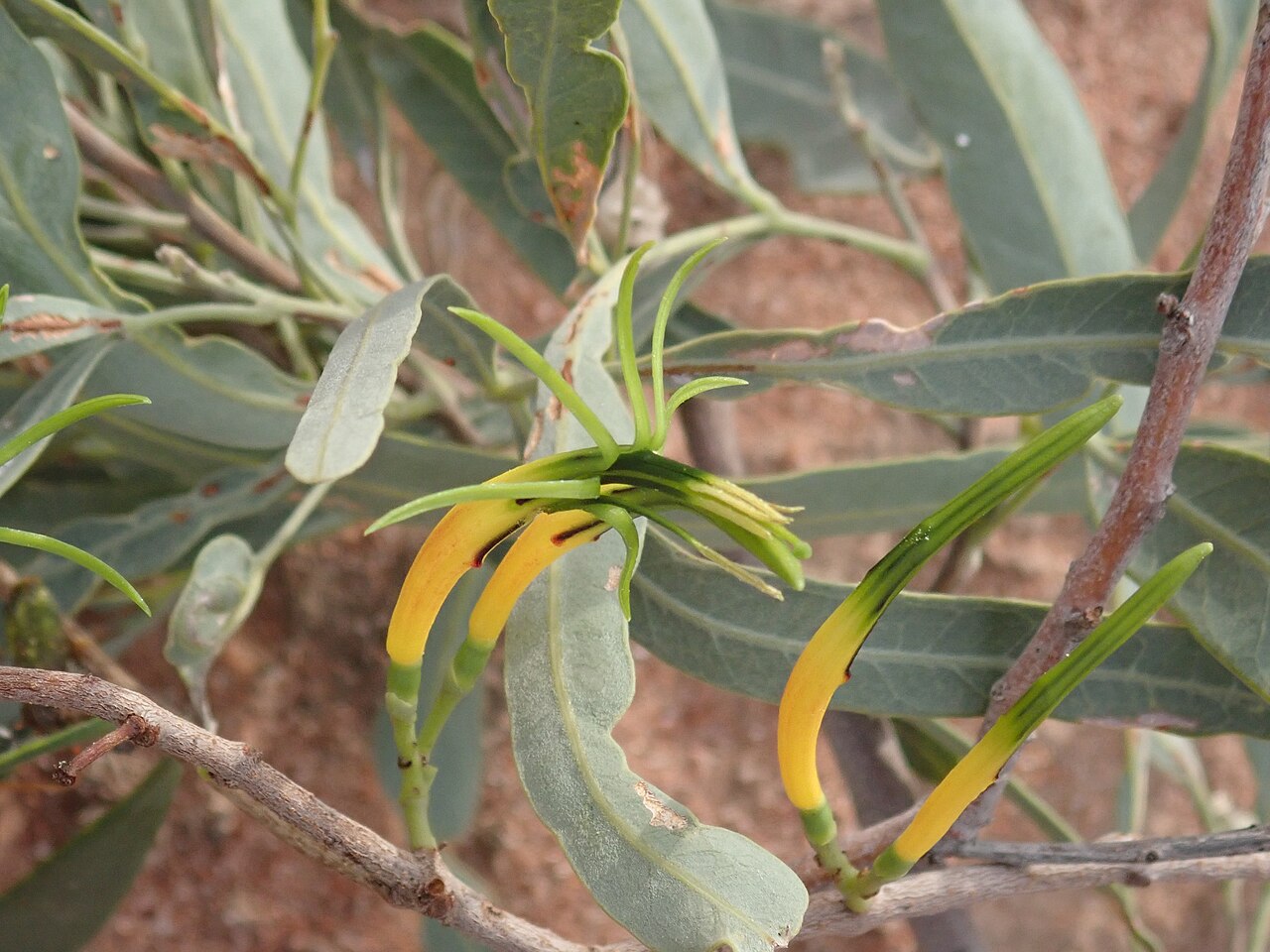 Northern mistletoe: Lysiana subfalcata on an Atalaya hemiglauca on the Narran River floodplain, close by the Narran River, in Narran Lake Nature Reserve, New South Wales