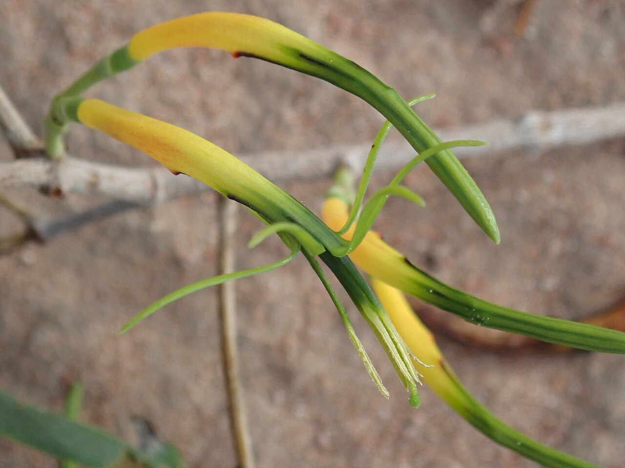 Northern mistletoe: Lysiana subfalcata on an Atalaya hemiglauca on the Narran River floodplain, close by the Narran River, in Narran Lake Nature Reserve, New South Wales