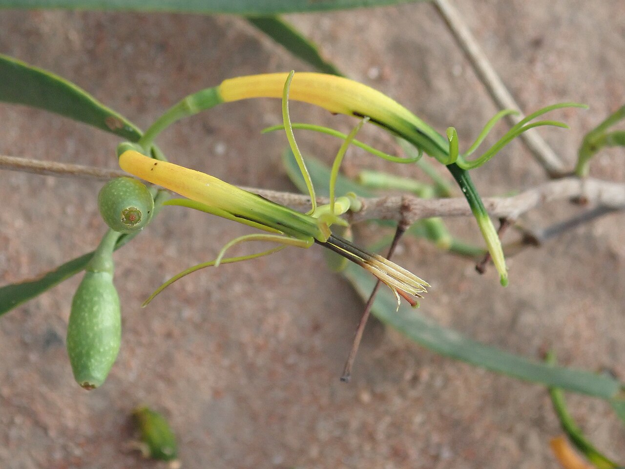 Northern mistletoe: Lysiana subfalcata on an Atalaya hemiglauca on the Narran River floodplain, close by the Narran River, in Narran Lake Nature Reserve, New South Wales
