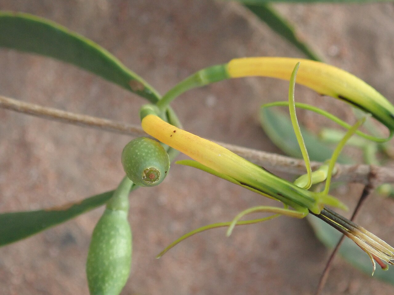 Northern mistletoe: Lysiana subfalcata on an Atalaya hemiglauca on the Narran River floodplain, close by the Narran River, in Narran Lake Nature Reserve, New South Wales