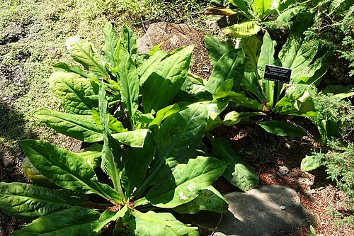 American skunkcabbage: Botanical specimen in the VanDusen Botanical Garden - Vancouver, BC, Canada.
