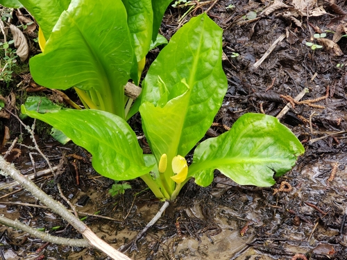 American skunkcabbage (Lysichiton americanus)