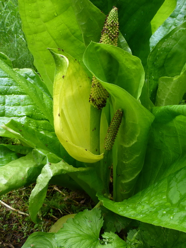 American skunkcabbage (Lysichiton americanus)