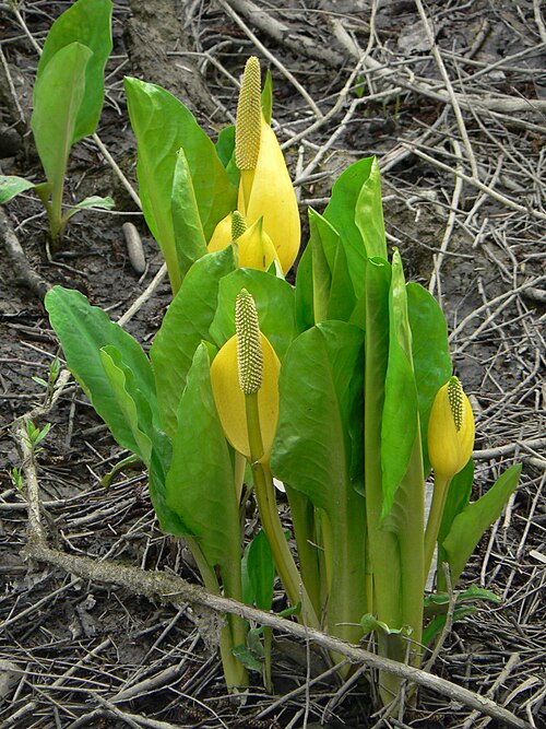 American skunkcabbage: American Skunk Cabbage, Yellow Skunk Cabbage