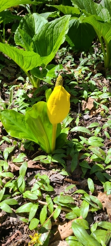 American skunkcabbage (Lysichiton americanus)