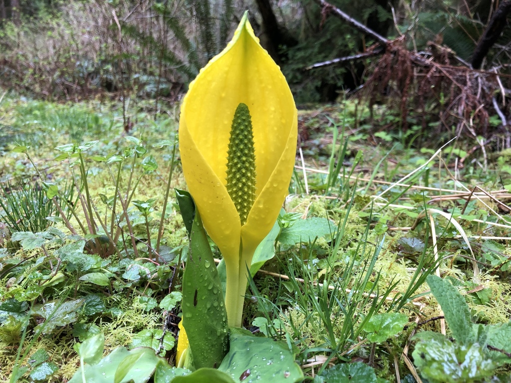 American skunkcabbage (Lysichiton americanus)