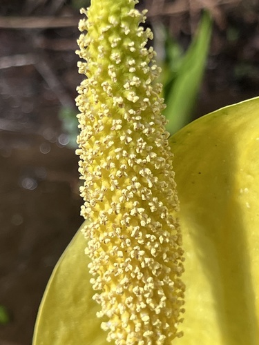 American skunkcabbage (Lysichiton americanus)