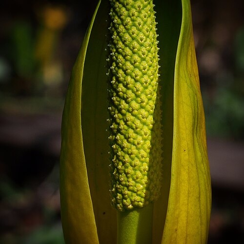 American skunkcabbage: Skunk Cabbage (Lysichiton americanus) spathe and spadix detail. Taken in Juneau, Alaska April 29, 2013.