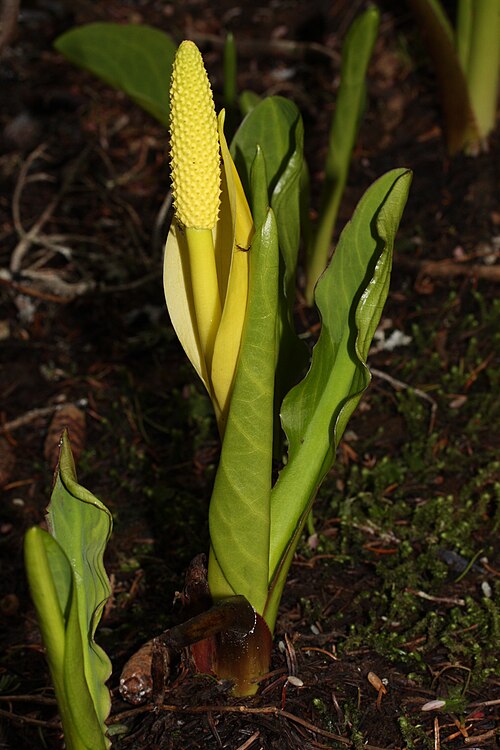 American skunkcabbage: American Skunk Cabbage, Yellow Skunk Cabbage