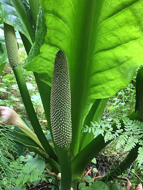 American skunkcabbage: Western Skunk cabbage grows profusely in the Juneau Rainforest Gardens in Juneau, AK. The plant is called skunk cabbage because of the distinctive "skunky" odor