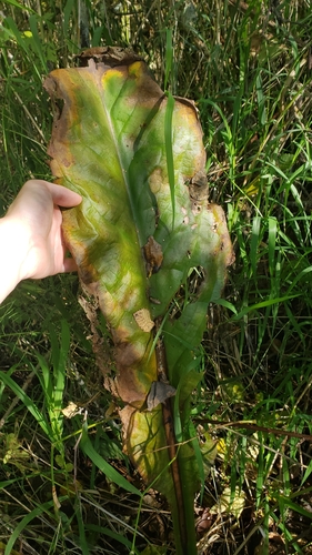 American skunkcabbage (Lysichiton americanus)