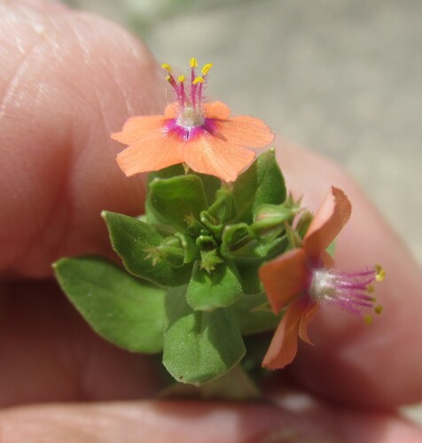 Scarlet pimpernel (Lysimachia arvensis)