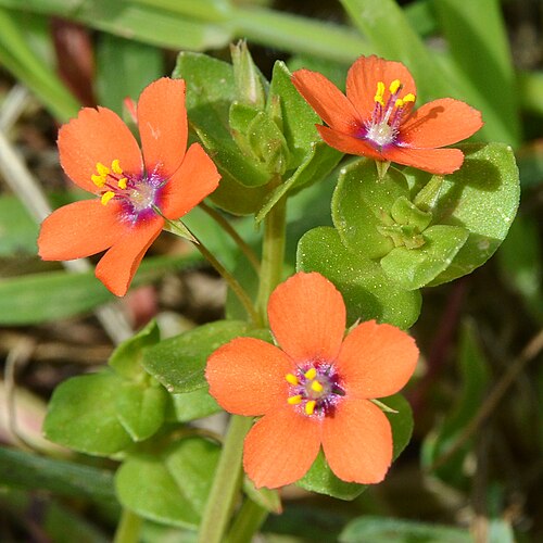 Scarlet pimpernel: Scarlet Pimpernel ( Lysimachia arvensis ) in Pollença, Spain.