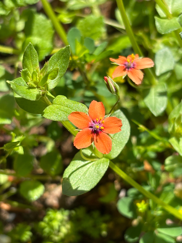 Scarlet pimpernel (Lysimachia arvensis)