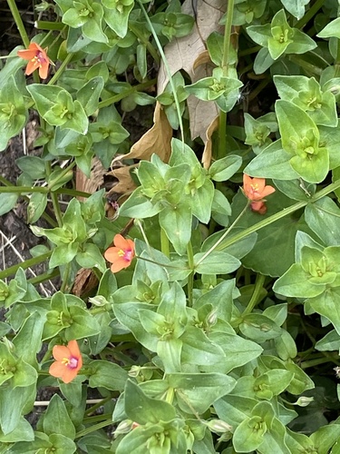Scarlet pimpernel (Lysimachia arvensis)