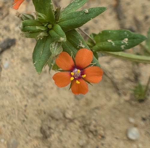 Scarlet pimpernel (Lysimachia arvensis)