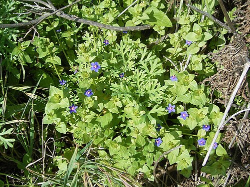 Scarlet pimpernel: Anagallis arvensis growing in San Andrés y Sauces , La Palma , Canary Islands