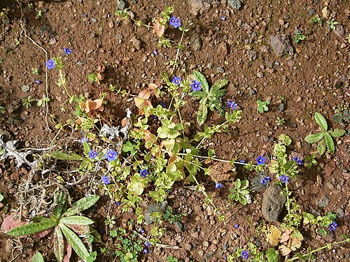 Scarlet pimpernel: Anagallis arvensis growing in Puntallana , La Palma , Canary Islands