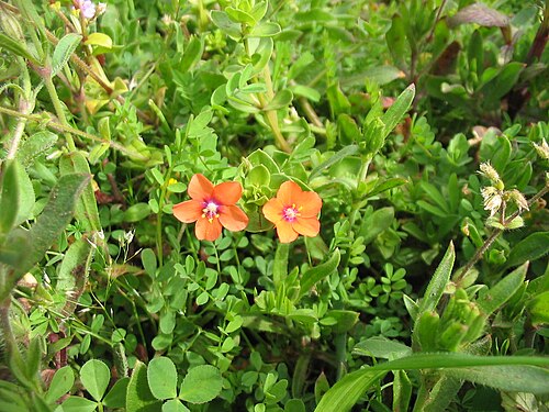 Scarlet pimpernel: Acker-Gauchheil ( Anagallis arvensis ) - Flowers