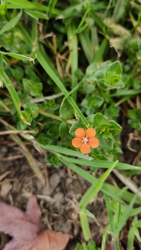 Scarlet pimpernel (Lysimachia arvensis)