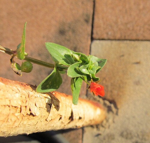 Scarlet pimpernel (Lysimachia arvensis)
