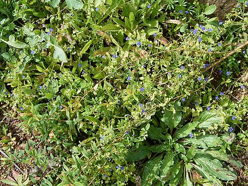 Scarlet pimpernel: Anagallis arvensis growing in Puntallana , La Palma , Canary Islands
