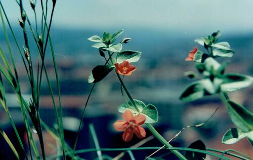 Scarlet pimpernel (Lysimachia arvensis)