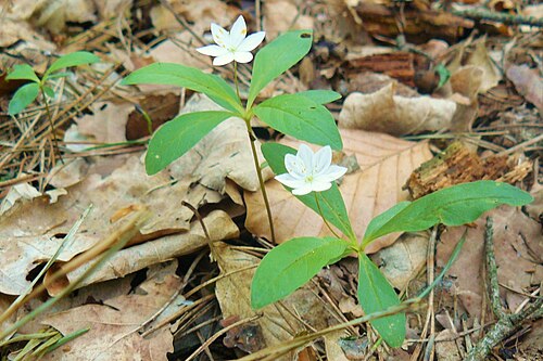 Chickweed-wintergreen: Obszar Chronionego Krajobrazu Dąbrowy Krotoszyńskie i Baszków-Rochy. Rezerwat Miejski Bór u południowych granic Krotoszyna.