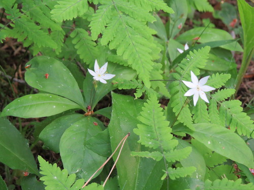 Chickweed-wintergreen (Lysimachia europaea)