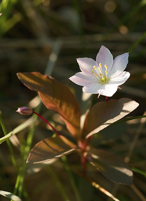 Chickweed-wintergreen: Arctic Starflower ( Trientalis europaea ), Kristiansund, Norway