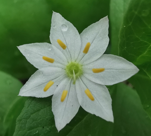 Chickweed-wintergreen (Lysimachia europaea)