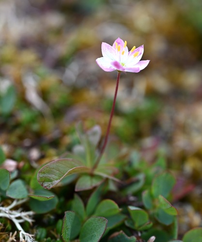 Chickweed-wintergreen (Lysimachia europaea)