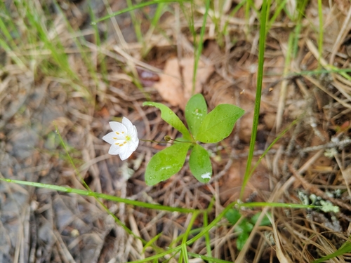 Chickweed-wintergreen (Lysimachia europaea)